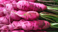 Pink Summercicle Radish Seeds - 500+ Count - Garden Planting - Raphanus sativus - USA Grown, Non-GMO