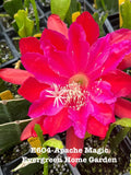 Epiphyllum Orchid Cactus “Apache Magic” in 4” Starter Pot | Rooted Houseplant | Unique Tropical Variety