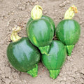 Organic Round Zucchini Summer Squash Seeds - 30+ Count - Easy Container Vegetable Garden - Cucurbita pepo