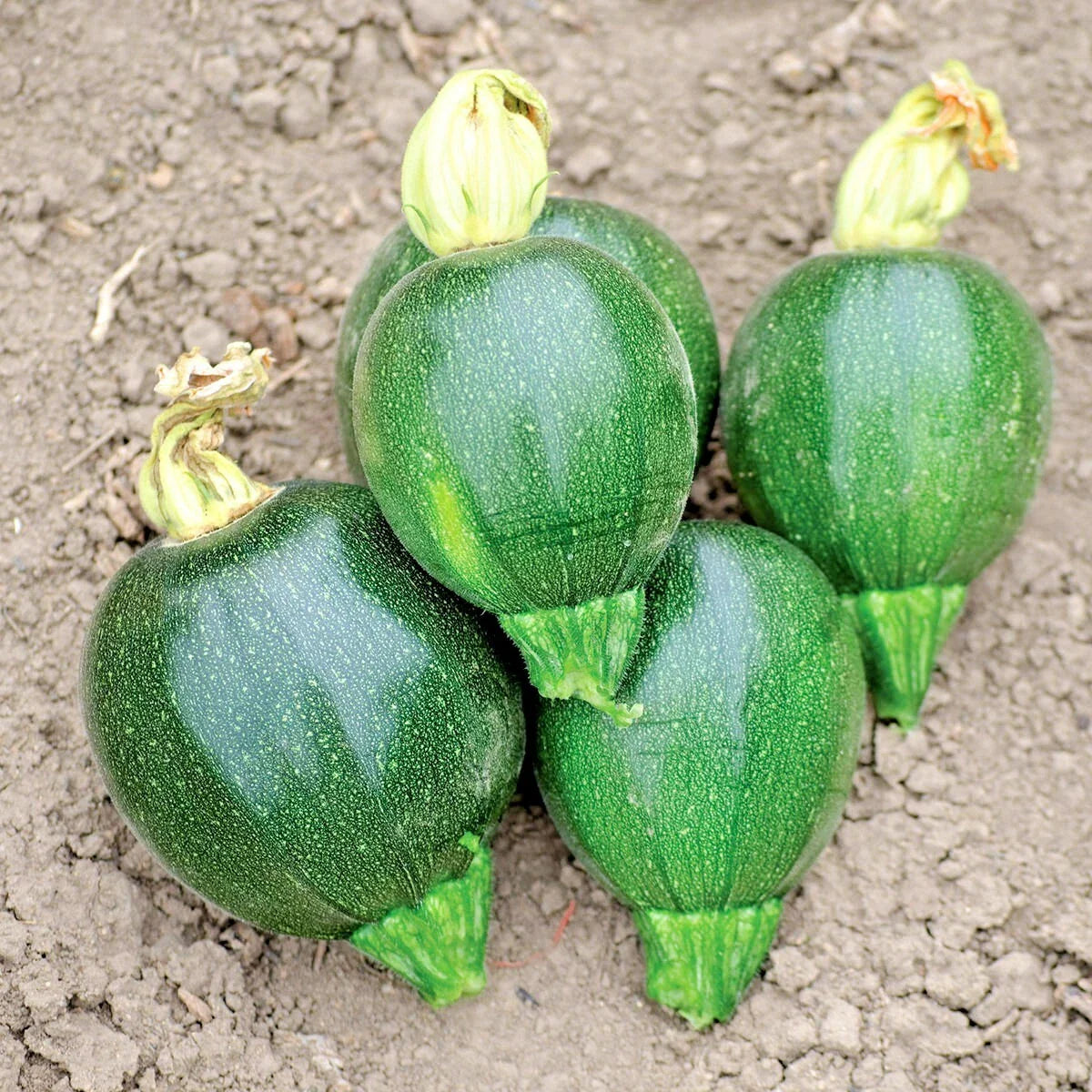 Organic Round Zucchini Summer Squash Seeds - 30+ Count - Easy Container Vegetable Garden - Cucurbita pepo