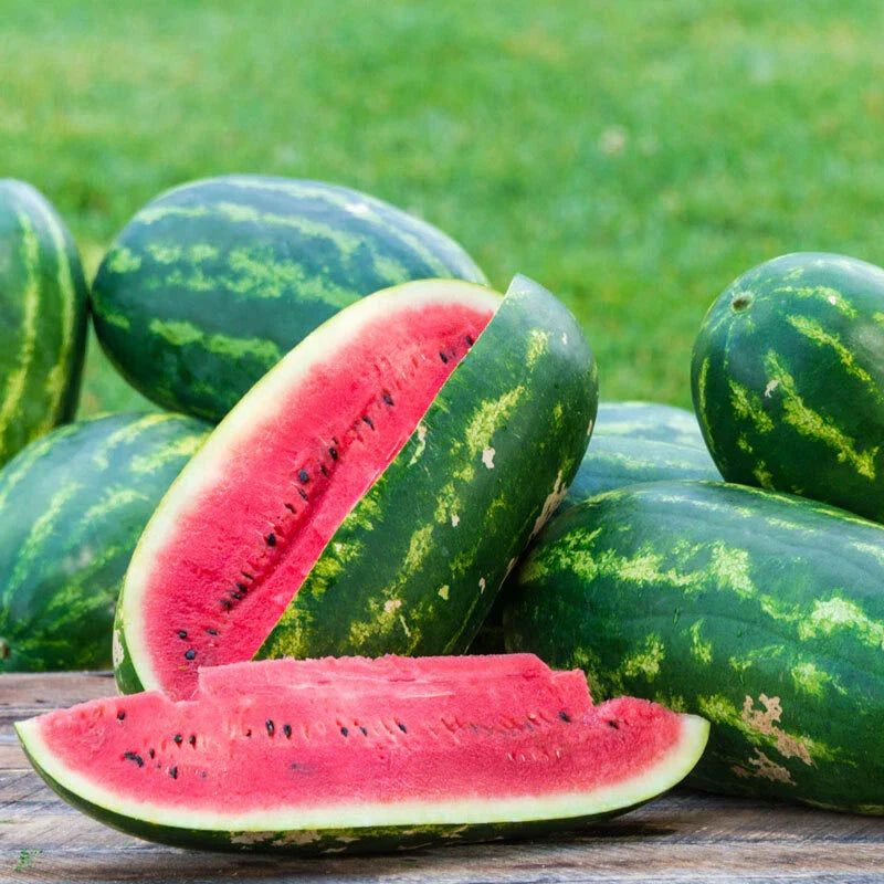 Sangria Watermelon Seeds - Fresh Seed for Planting - Citrullus lanatus