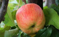 25+ Estivale Apple Seeds - Delbarestivale Variety - Planting Seeds - USA Made - FREE SHIPPING