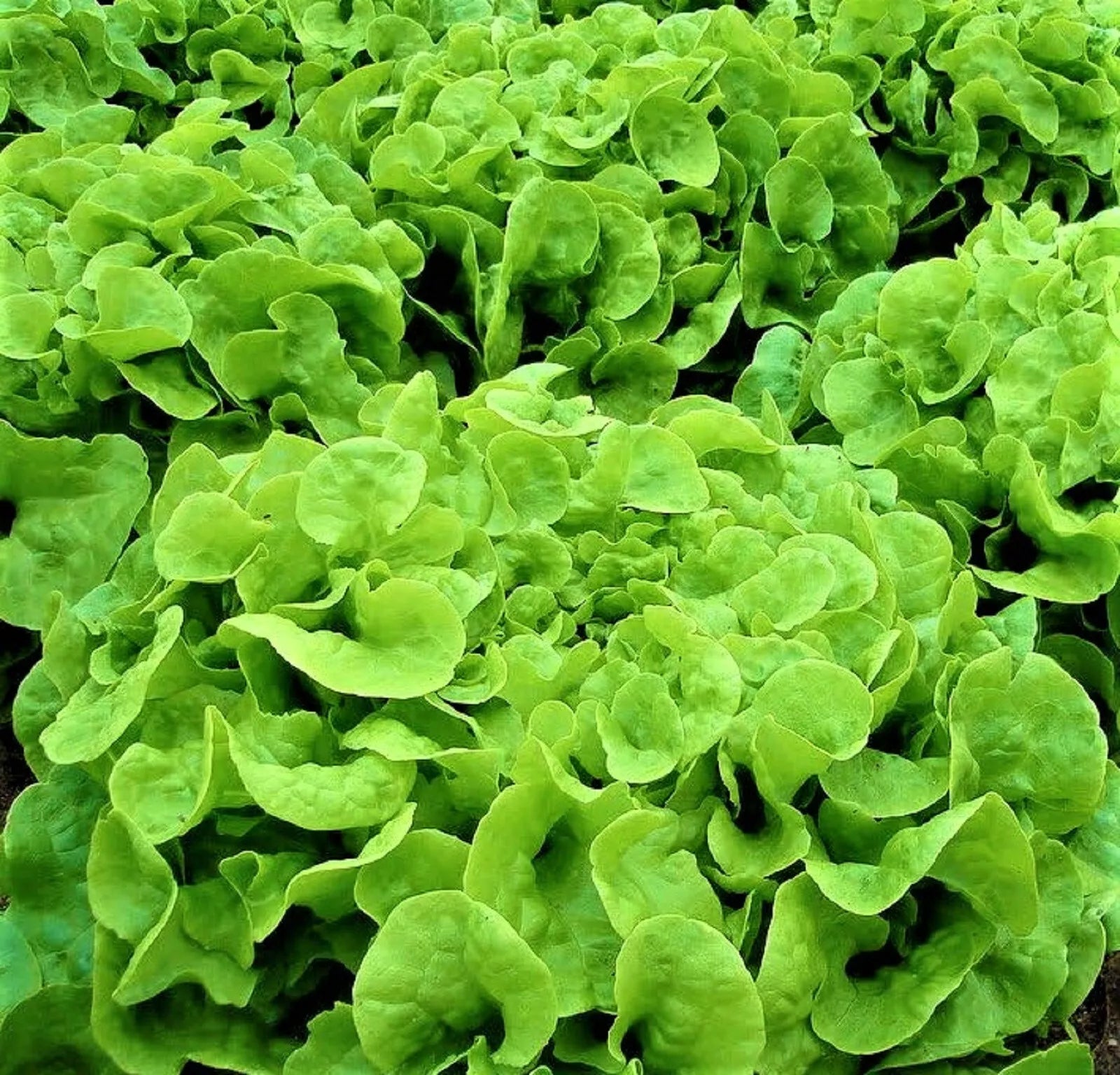 Oakleaf Lettuce Seeds 500+ Non-GMO - Heirloom Variety for Home Gardening (Lactuca sativa)