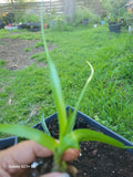 Money Plant - Pregnant Onion - Albuca bracteata - Cebolla De La Prosperidad - Amor En - Indoor Houseplant