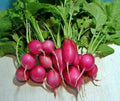 Champion Heirloom Radish Seeds 100+ Non-GMO Organic Cherry-Red Fast Maturing 22 Days