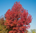 Sweet Gum Tree Seedlings, 1-2 Feet Tall, Liquidambar styraciflua, Ideal for Landscaping and Reforestation