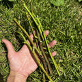 Fig Tree Cuttings - 7 Fresh Organic Cuttings from Fruiting Tree - Ficus carica - Natural Gardening Supplies