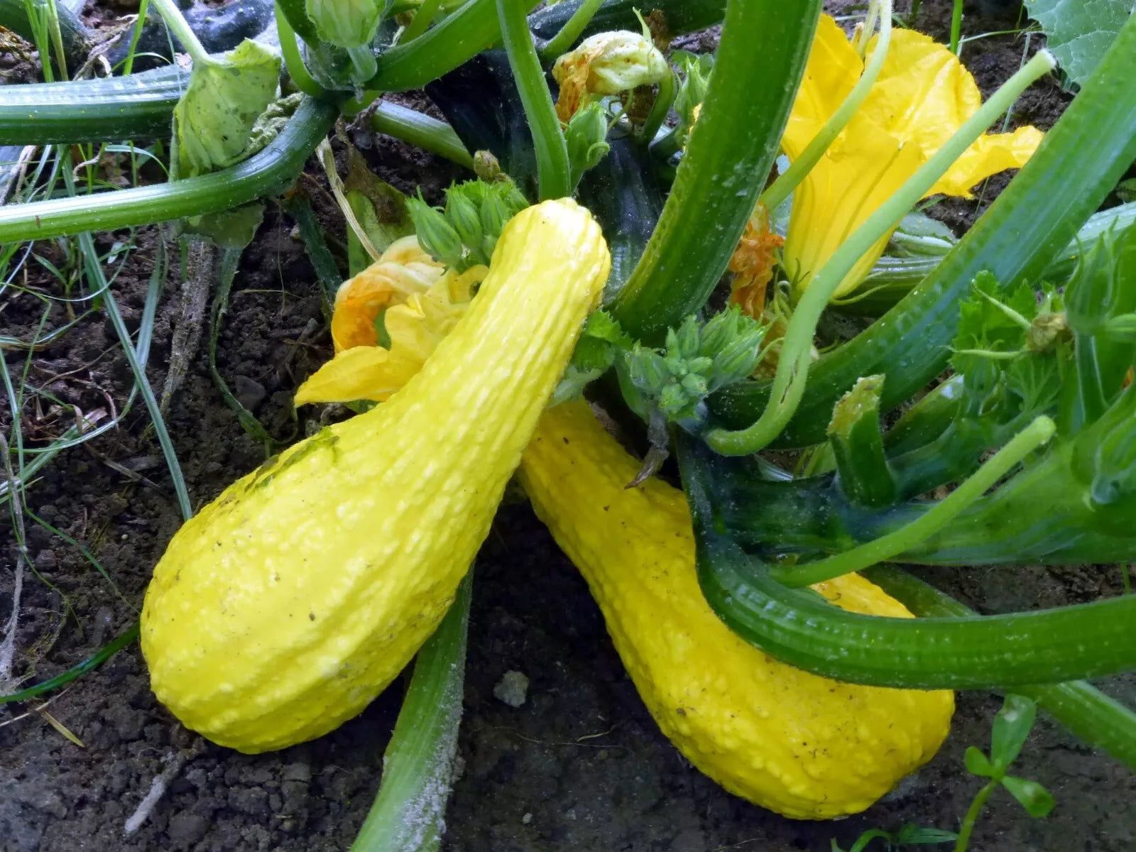 Yellow Crookneck Squash Seeds 1 LB Non-GMO Heirloom Cucurbita pepo