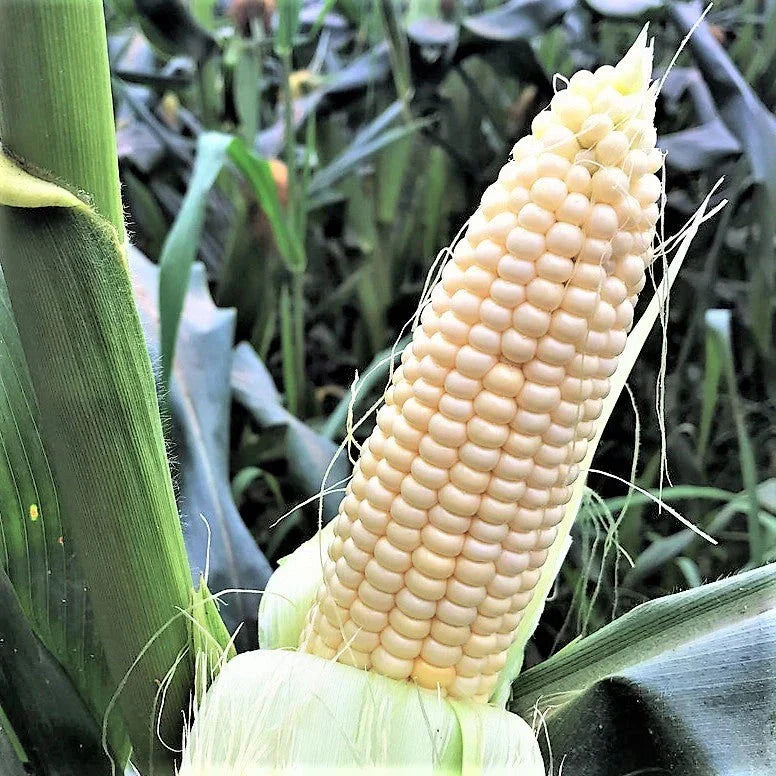 Stowell's Evergreen Sweet Corn Seeds - American White Hominy - 2025 Planting - Zea mays