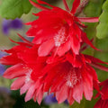 Red Epiphyllum Orchid Plants 4" Pot - Epiphyllum Oxypetalum - Night-Blooming Fragrant Flowers