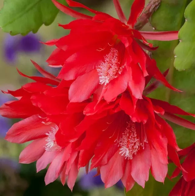 Red Epiphyllum Orchid Plants 4" Pot - Epiphyllum Oxypetalum - Night-Blooming Fragrant Flowers