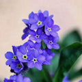 Forget Me Nots Seeds - Indigo Blue Perennial Groundcover Border - Non-GMO - 200 Seeds (Myosotis spp.)