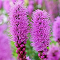 Liatris Spicata Bulbs 10-Pack Purple Blazing Star Flower Corms Perennial 24-30" Tall Drought Tolerant Butterfly Attracting