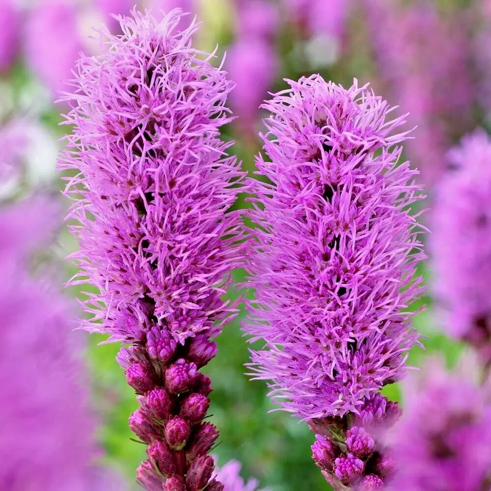 Liatris Spicata Bulbs 10-Pack Purple Blazing Star Flower Corms Perennial 24-30" Tall Drought Tolerant Butterfly Attracting