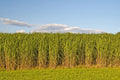 Switchgrass Seeds - 1,000 Count - Fast Growing Prairie Grass - Panicum virgatum