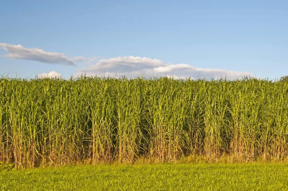 Switchgrass Seeds - 1,000 Count - Fast Growing Prairie Grass - Panicum virgatum