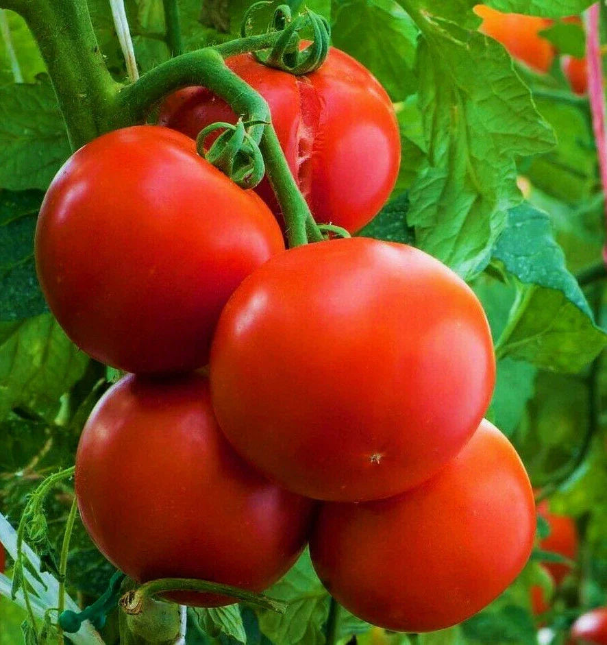 Ace 55 Tomato Seeds | Indeterminate Beefsteak Variety | 2025 Farmers Market Vegetable Seed | Solanum lycopersicum