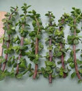 Dwarf Jade Cuttings 11 Pack - Elephant Bush Green/Red Stem Portulacaria Afra