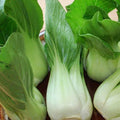 Pak Choi Seeds - Fresh Chinese Cabbage Seeds - Brassica rapa var. chinensis - Heirloom Vegetable Gardening