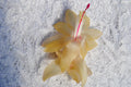 Christmas Cactus Starter Plant 4" Gold Butterfly Schlumbergera truncata - Healthy Well Rooted Plant