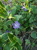 Potted Variegated Vinca Periwinkle Vine Plant - 2.5" Pot - Perennial Ground Cover - Fast Spreading - Deer Resistant - Vinca minor
