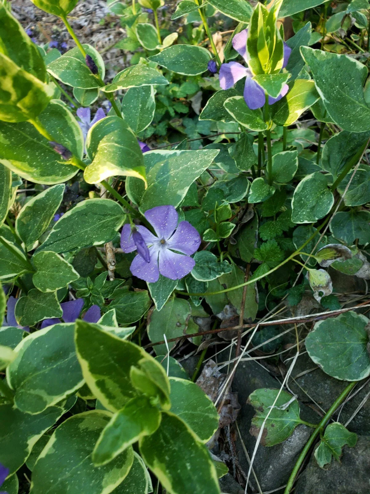 Potted Variegated Vinca Periwinkle Vine Plant - 2.5" Pot - Perennial Ground Cover - Fast Spreading - Deer Resistant - Vinca minor