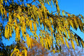 Hazel Alder Tree Seeds 30 Count - Alnus incana Rugosa - Ideal for Planting, Native Tree Seeds