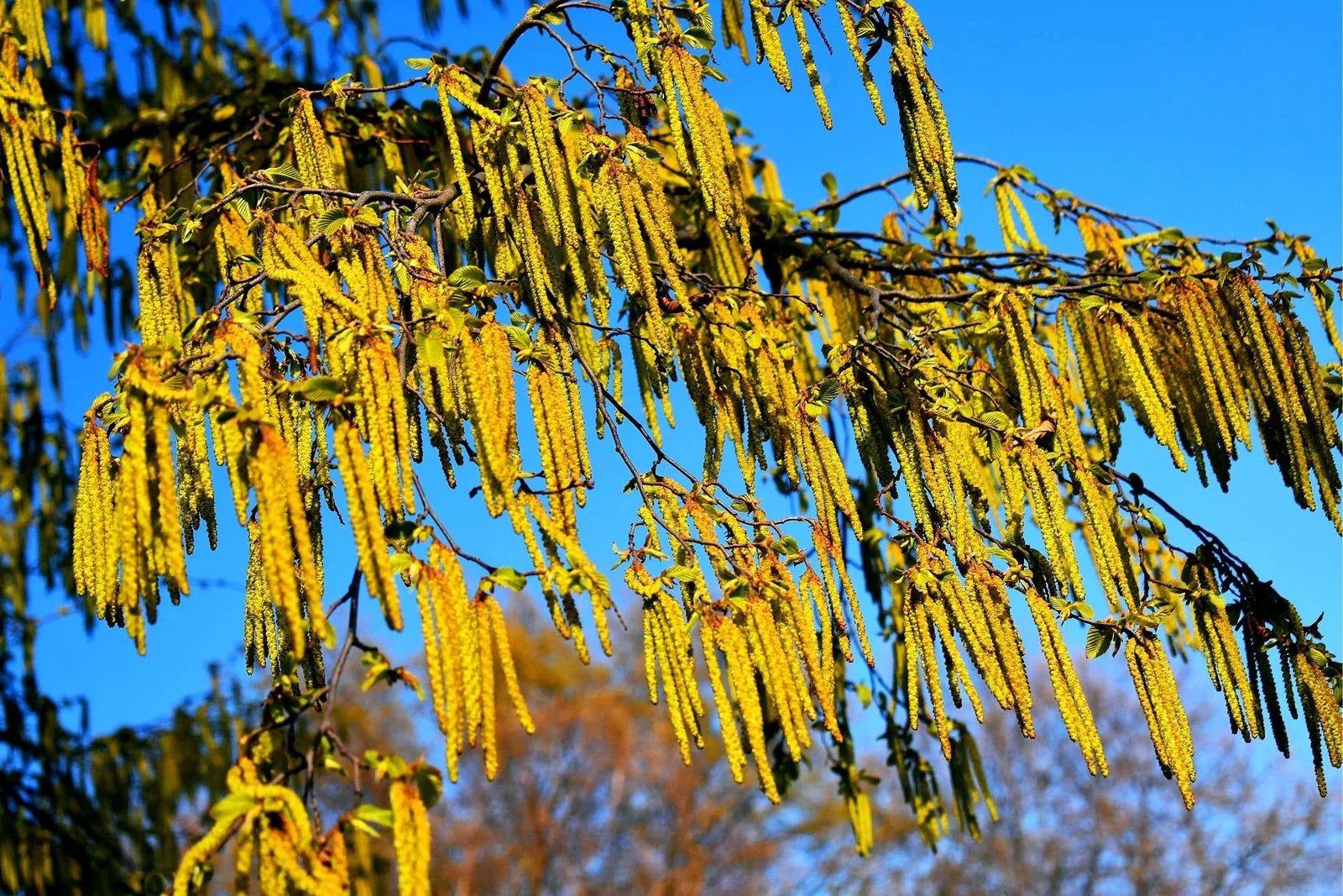 Hazel Alder Tree Seeds 30 Count - Alnus incana Rugosa - Ideal for Planting, Native Tree Seeds