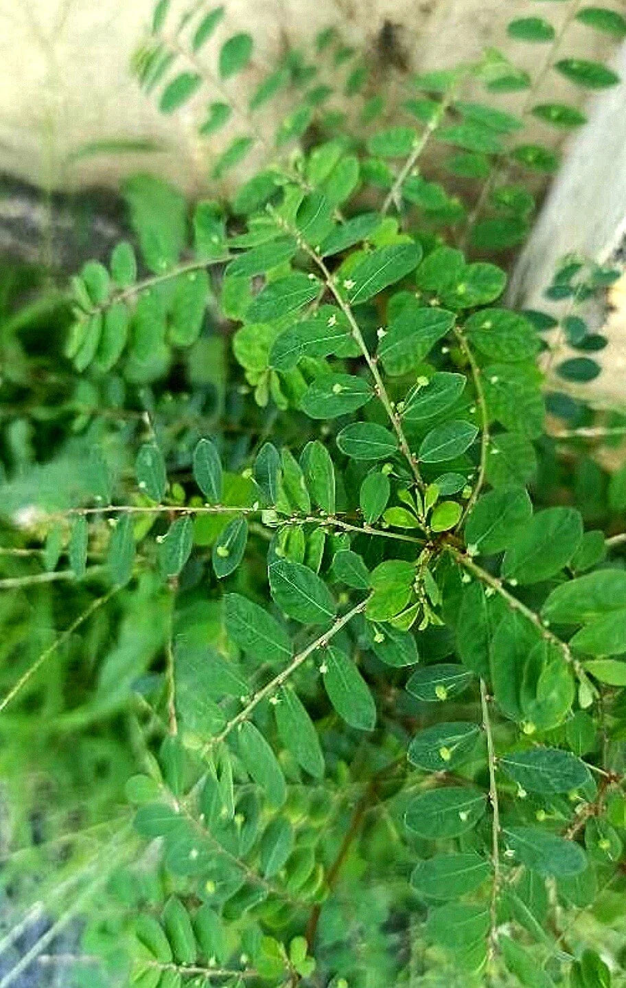 100 Organic SHANKA PIEDRA Seeds, Stonebreaker Herb (Phyllanthus niruri), Heirloom Seeds for Herbal Remedies