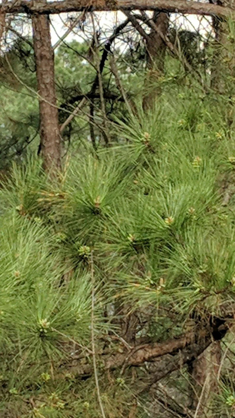 Loblolly Pine Trees 5-Pack | Fast-Growing Southern Pines | Pinus taeda Seedlings | Live Plants for Reforestation & Privacy