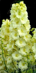 Yellow Delphinium Seeds - 50 Perennial Garden Flower Seeds - Delphinium spp. - USA Seller