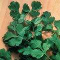 Premium Organic Heirloom Cilantro Seeds - Slow Bolt Variety - Fresh Herb Gardening, Coriandrum sativum