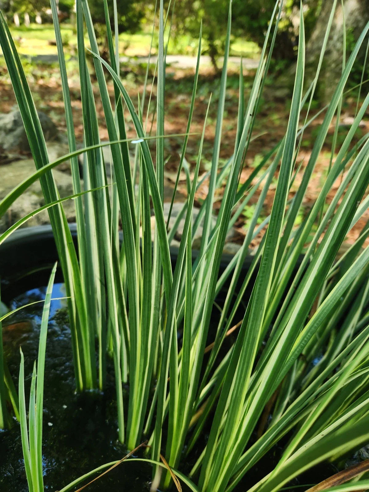 Variegated Sweet Flag Aquatic Marginal Pond Plant - 3 Bare Root - Acorus graminius