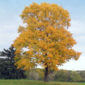 Fast Growing Tree Seeds - 10+ Silver Maple - Acer Saccharum - US Native