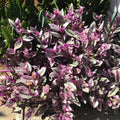 Tradescantia Nanouk Cuttings - 7 Healthy Stem Cuttings for Propagation - Vibrant Pink, Green & White Foliage