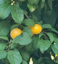 Exotic Fruit Live Cuttings - Marianna Yellow Plum Tree - Edible - U Root DIY - 3pcs