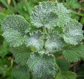 Horehound Seeds 200+ Perennial Herb Garden Marrubium Vulgare Free Shipping
