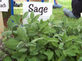 30 Seeds Sage Perennial Herb - Salvia Officinalis - Culinary & Medicinal Garden Plant