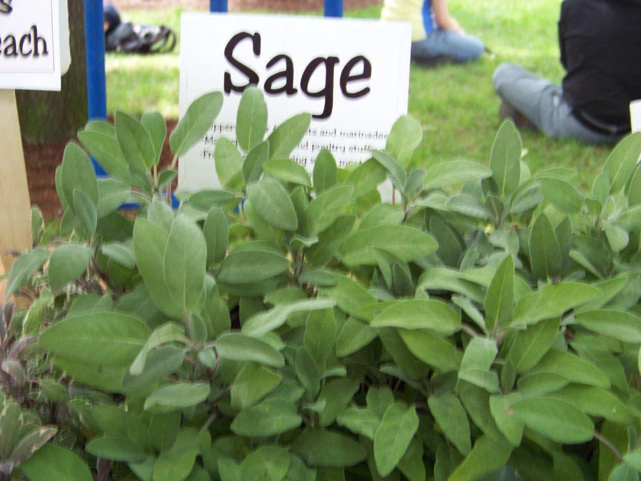30 Seeds Sage Perennial Herb - Salvia Officinalis - Culinary & Medicinal Garden Plant