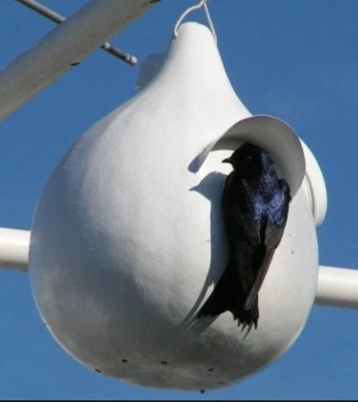 Heirloom Gourd Seeds - Martinhouse Bottle - Huge Decorative Bird House - Non-GMO - 20 Seeds
