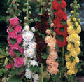 Hollyhock Seeds - 25+ Non-GMO Summer Carnival Mix - Alcea rosea