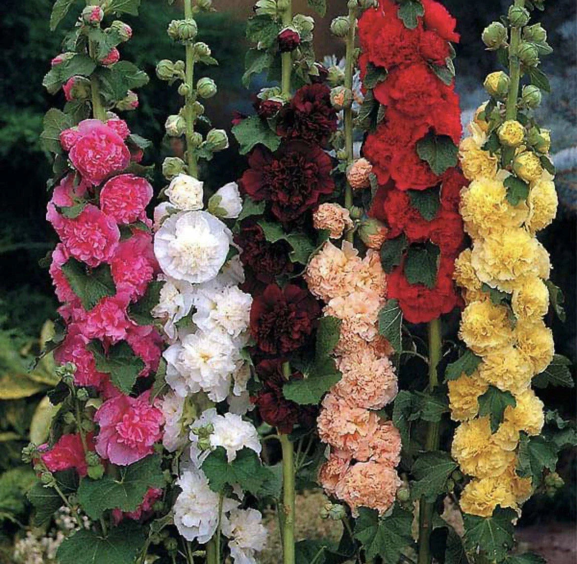 Hollyhock Seeds - 25+ Non-GMO Summer Carnival Mix - Alcea rosea