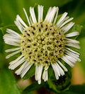 Eclipta Prostrata Seeds - 50+ Organic False Daisy, Yerba de Tago, Bhringraj - Herbal Plant Seeds for Gardening