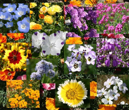 Wildflower Mix Bulk Seeds - 1 Oz Blanket Variety - Colorful Annuals & Perennials - Ideal for Pollinator Gardens