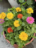 California Giant Zinnia Seeds - 50+ Non-GMO Flower Seeds - Zinnia elegans - Buy 2 Get 1 Free