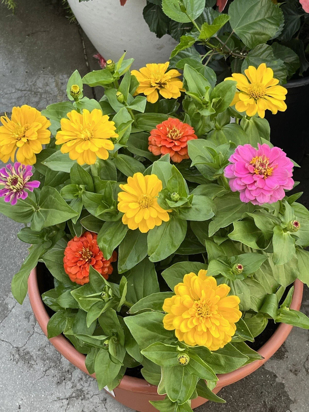 California Giant Zinnia Seeds - 50+ Non-GMO Flower Seeds - Zinnia elegans - Buy 2 Get 1 Free