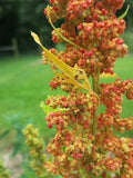 Lambsquarters Seeds - 100 Pack - Chenopodium album - Organic Edible Greens for Gardening
