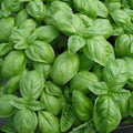 Genovese Basil Seeds, 100 Count Packet, Intense Aroma, Culinary Herb (Ocimum basilicum)