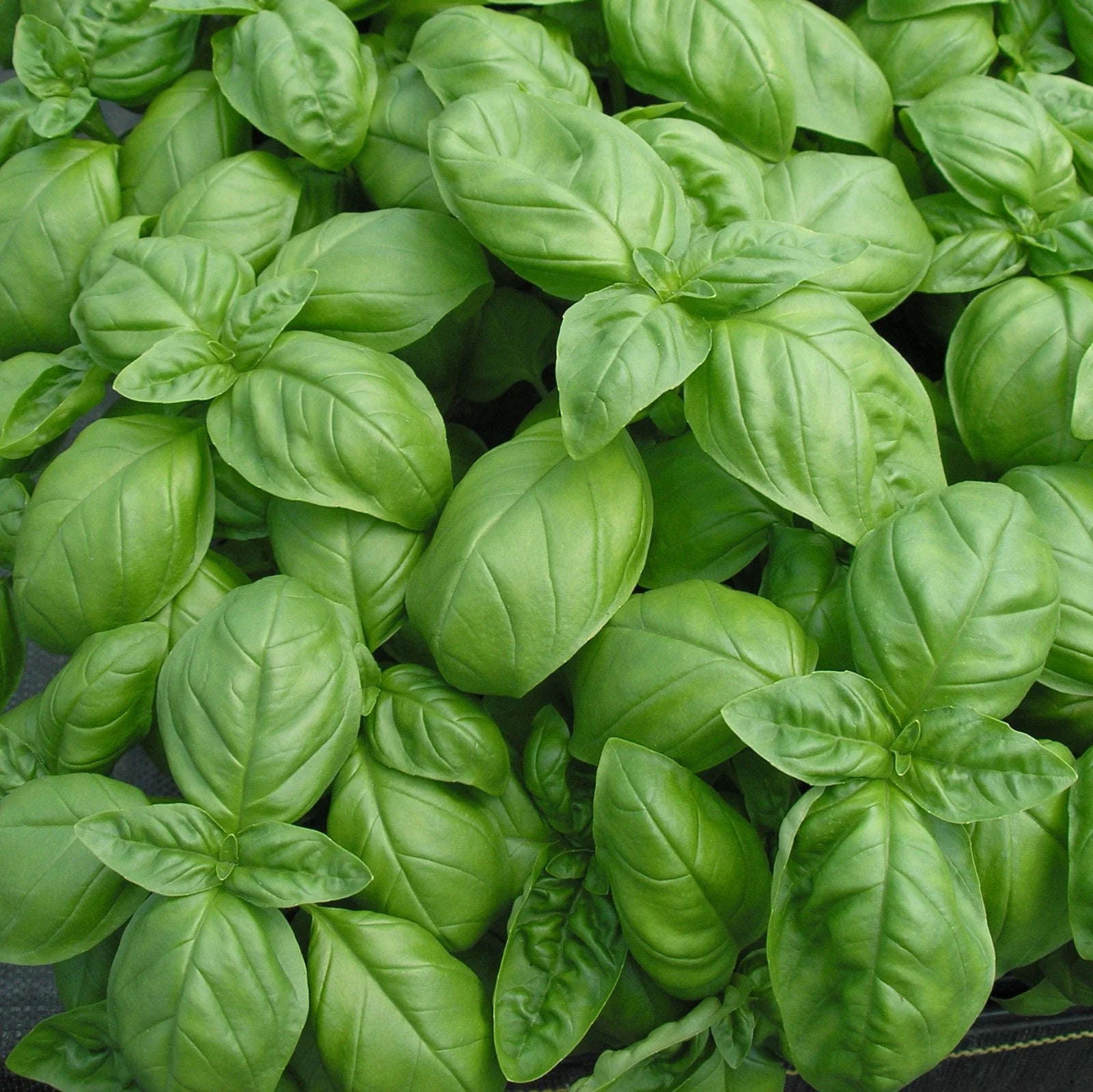 Genovese Basil Seeds, 100 Count Packet, Intense Aroma, Culinary Herb (Ocimum basilicum)