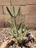 Cylindropuntia Imbricata Tree Cholla Cactus Cutting - Live Plant from Grants NM, Drought-Tolerant Succulent